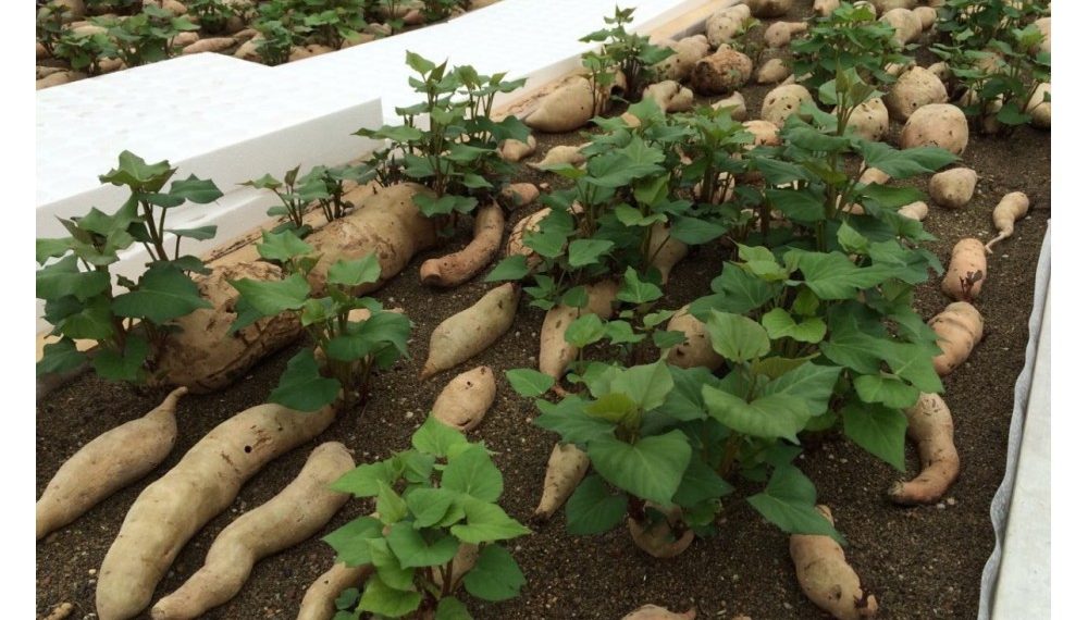 Batat iz presadnica – sadnja na otvorenom u svibnju