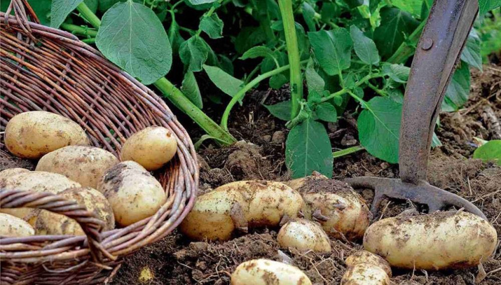 Na veletržnicu stigli prvi rani domaći krumpiri, cijena 2,30 KM po kg