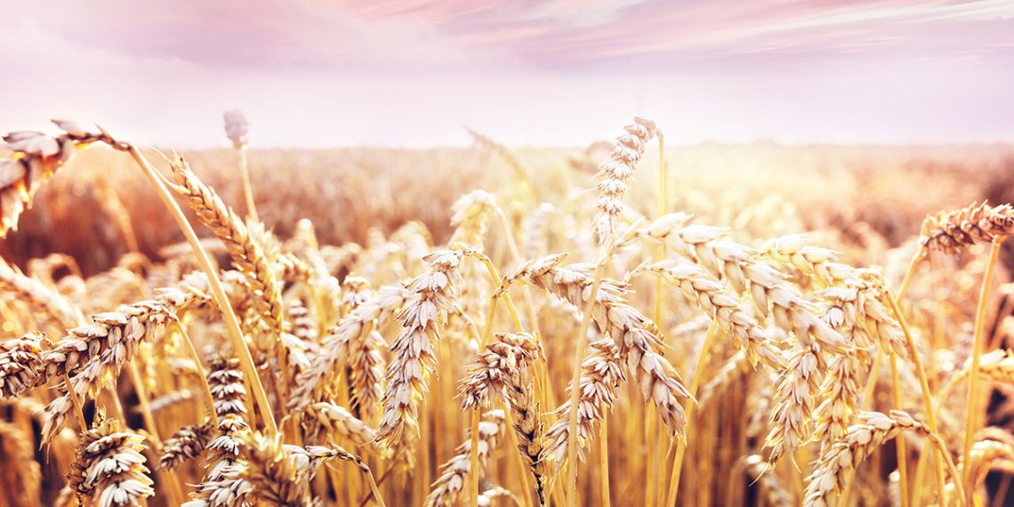 Rusi su ukrali 1.5 milijuna tona žita u Ukrajni