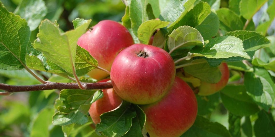 Tko jabuci nije dobro društvo?