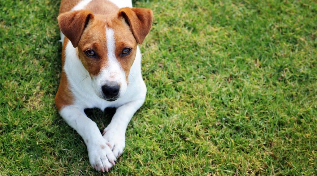 Jack Russell terijer Patron postao je mega zvijezda: Evo što sve trebate znati o ovoj pasmini