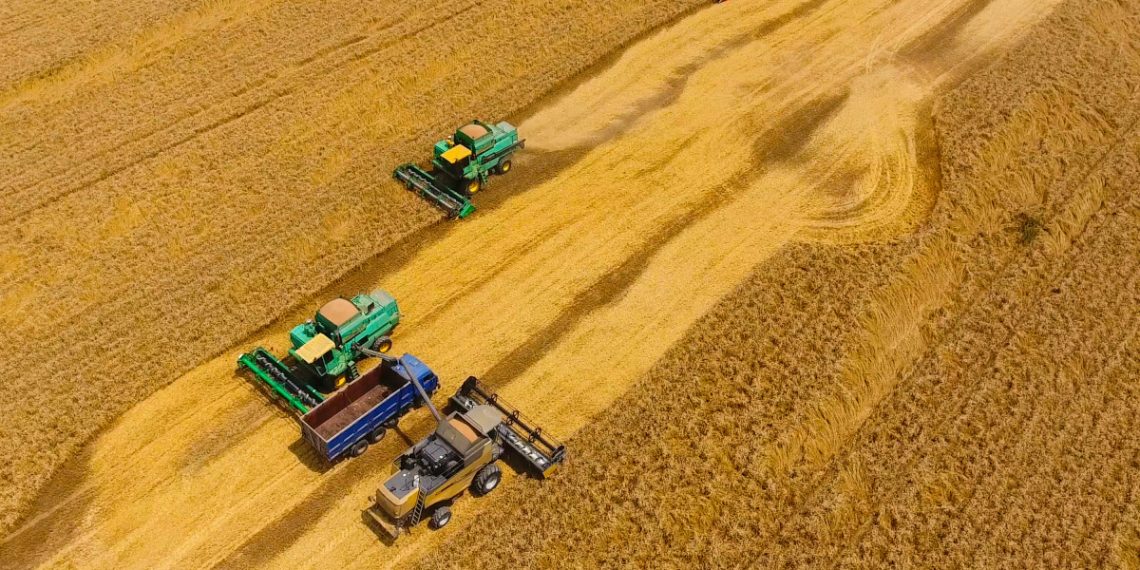 Putin najavio povijesni rekord u žetvi pšenice – povećat će i izvoz