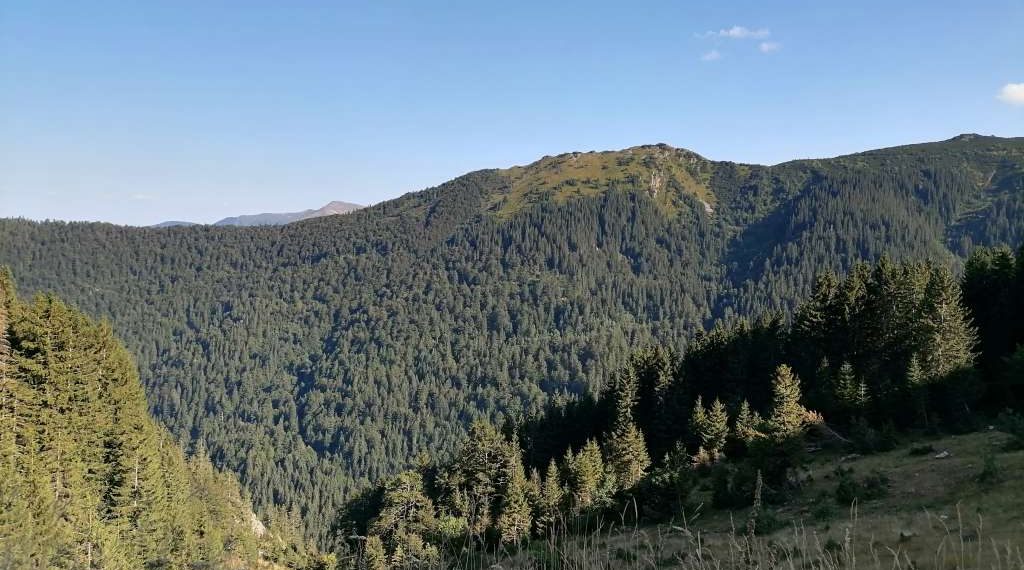 U FBiH značajno smanjena proizvodnja i prodaja šumskih sortimenata