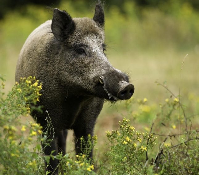 U Hercegovini afrička kuga prešla na divlje svinje, zabranjen lov