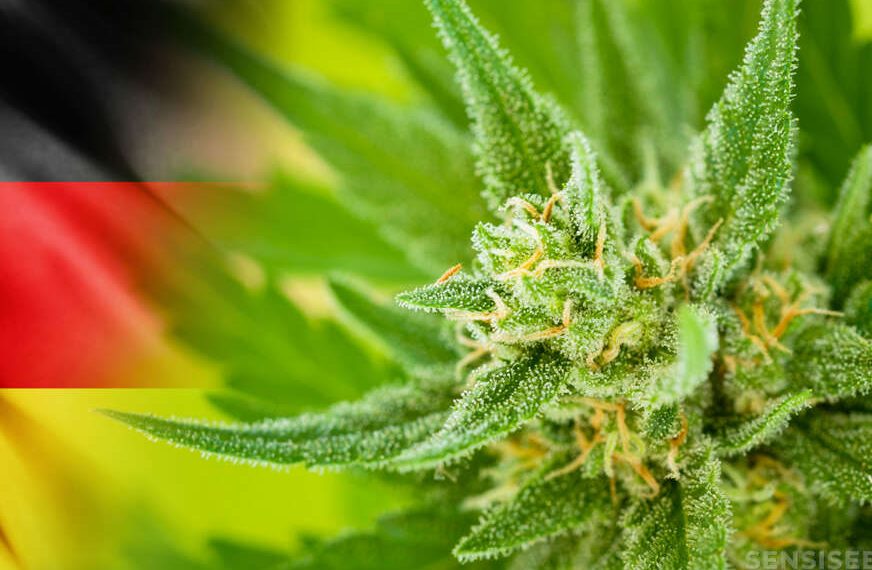 Očekuje se da će Njemačka danas legalizirati marihuanu