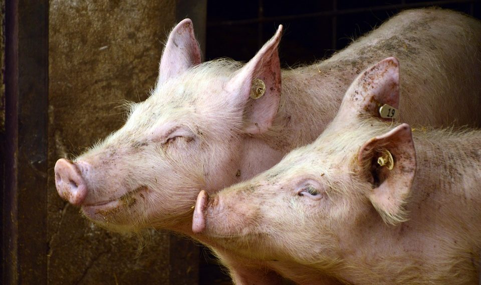 Vratila se afrička svinjska kuga, evidentirana dva nepovezana slučaja